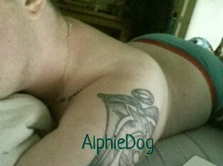 Alphie_Dog