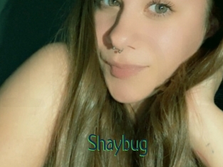 Shaybug